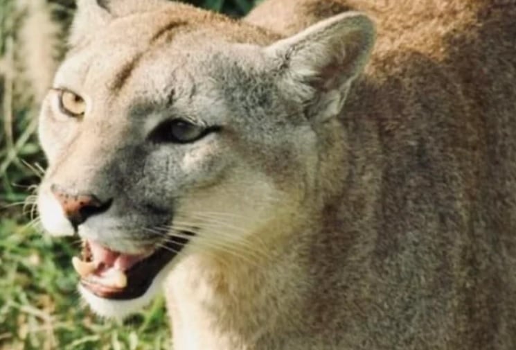 Continúa la búsqueda del segundo ejemplar de puma que escapó del Güirá Oga.