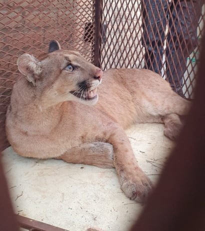 Los pumas son parte del habitat natural pero aún así son cazados.