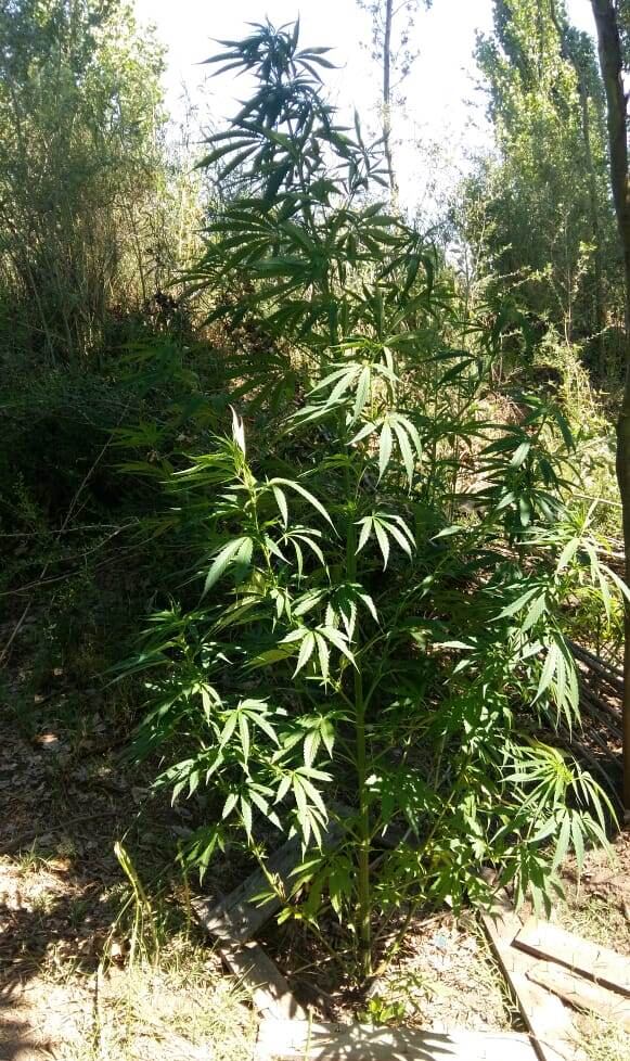 La Policía encontró un pequeño invernadero con más de 20 plantas de marihuana en San Rafael. 