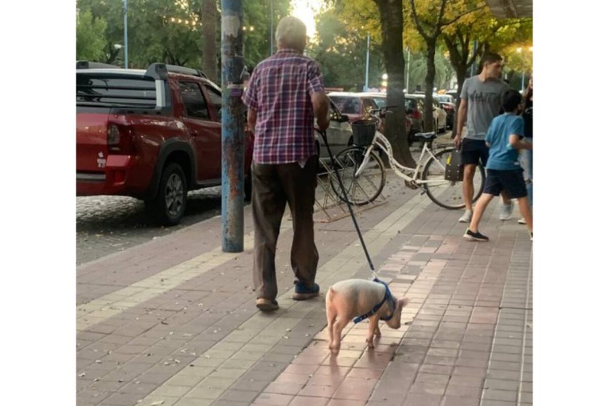 Viral: pasean un chancho por pleno Bv. Santa Fe