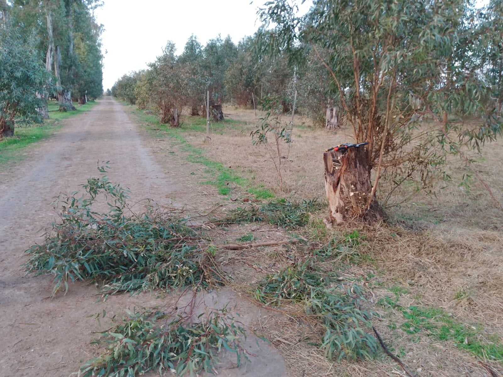 Trabajos de embellecimiento en el Parque Cabañas de Tres Arroyos