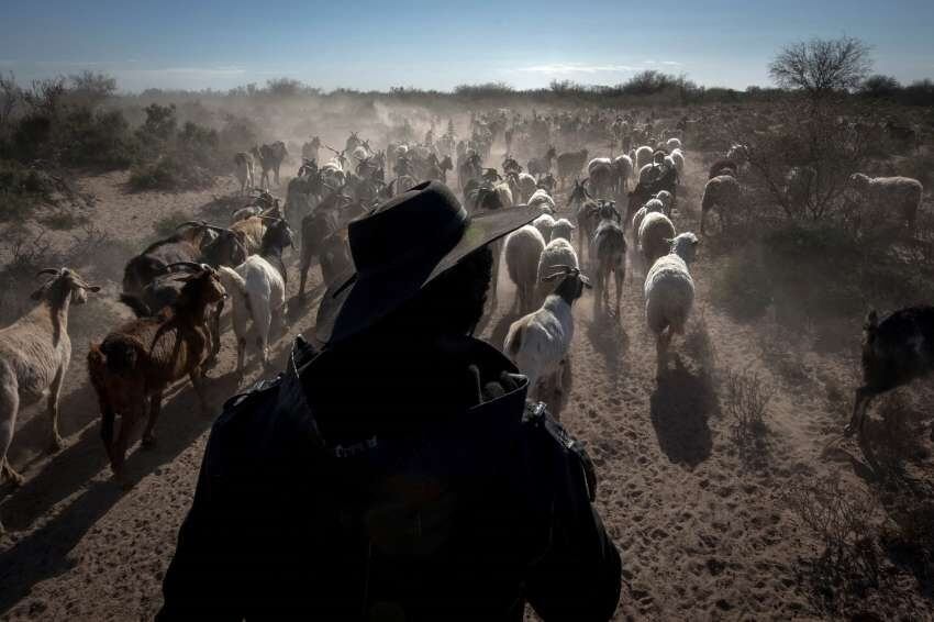 Declaran la emergencia agropecuaria en Mendoza por la sequía