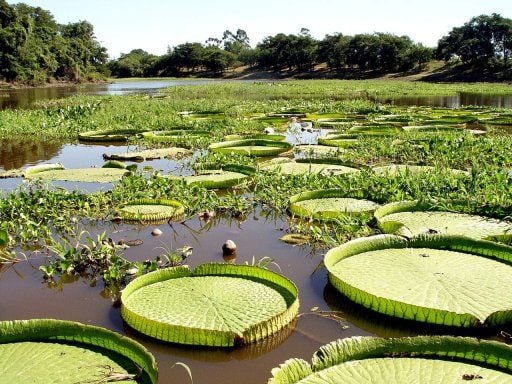 Enamorate de los más lindos paisajes de la provincia de Formosa.