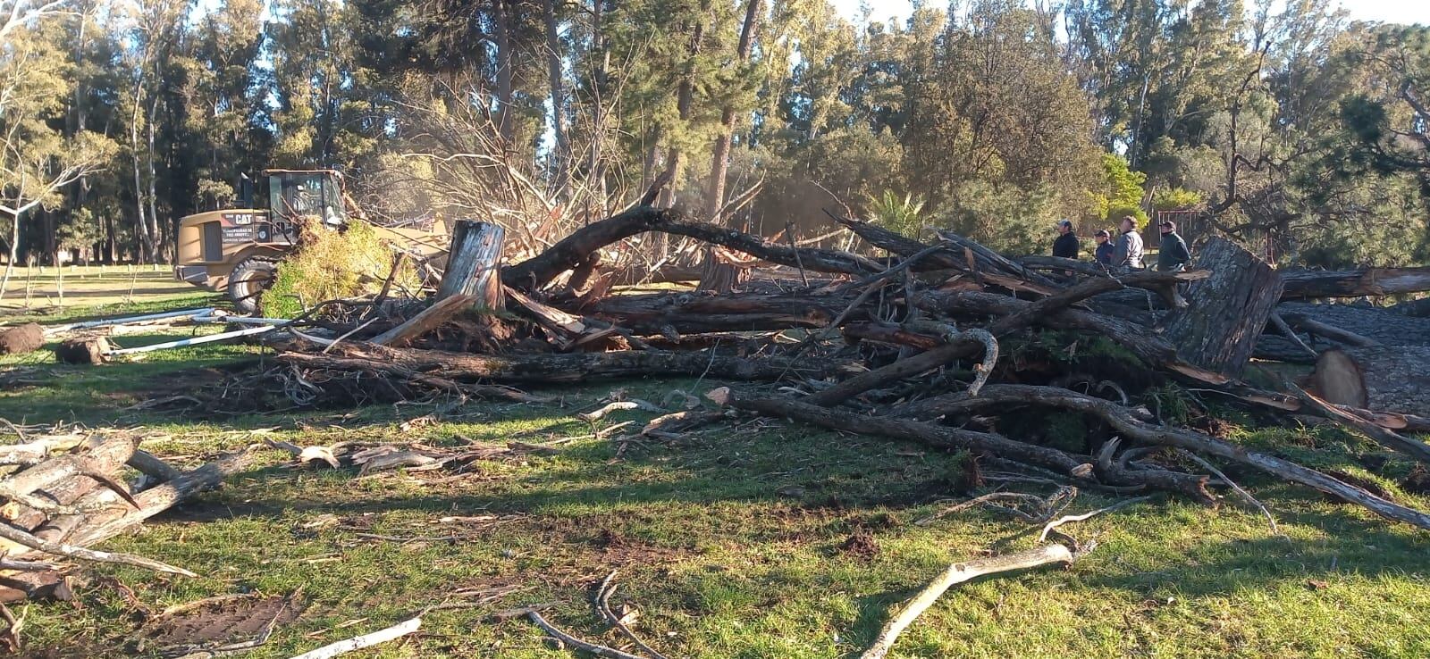 Luego de la caída de un árbol la municipalidad trabaja en el Parque Cabañas