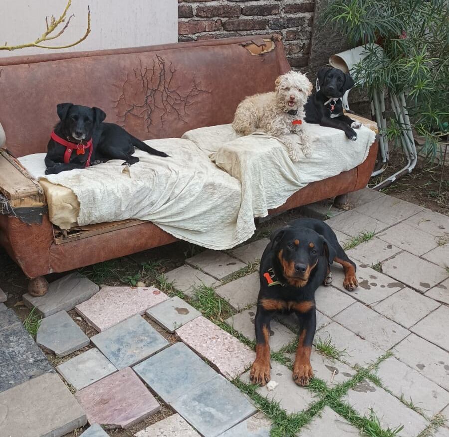 El lugar busca un nuevo lugar para establecer su refugio de animales.