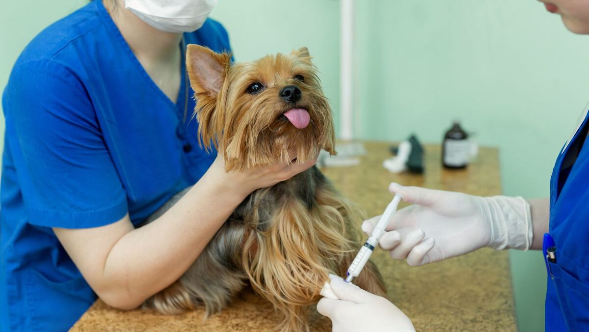 Punta Alta: el Quirófano Veterinario prestará servicio en el polideportivo del barrio Laura