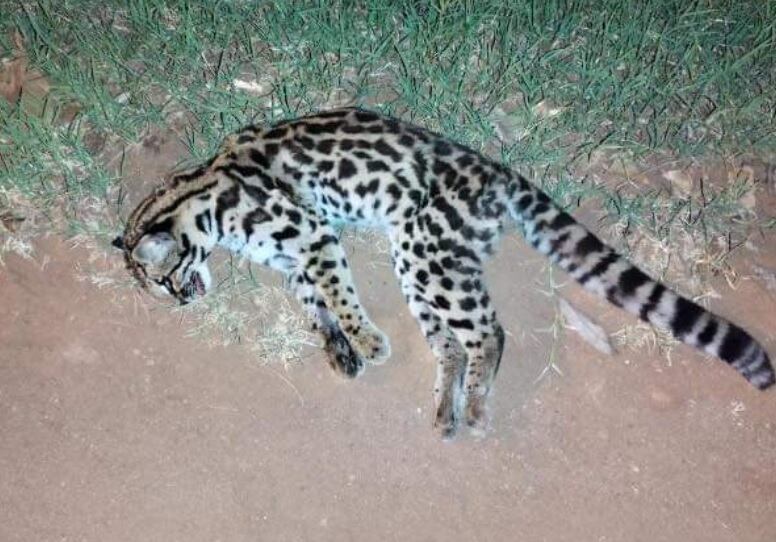 Lamentablemente, otro animal silvestre fue atropellado en Eldorado.