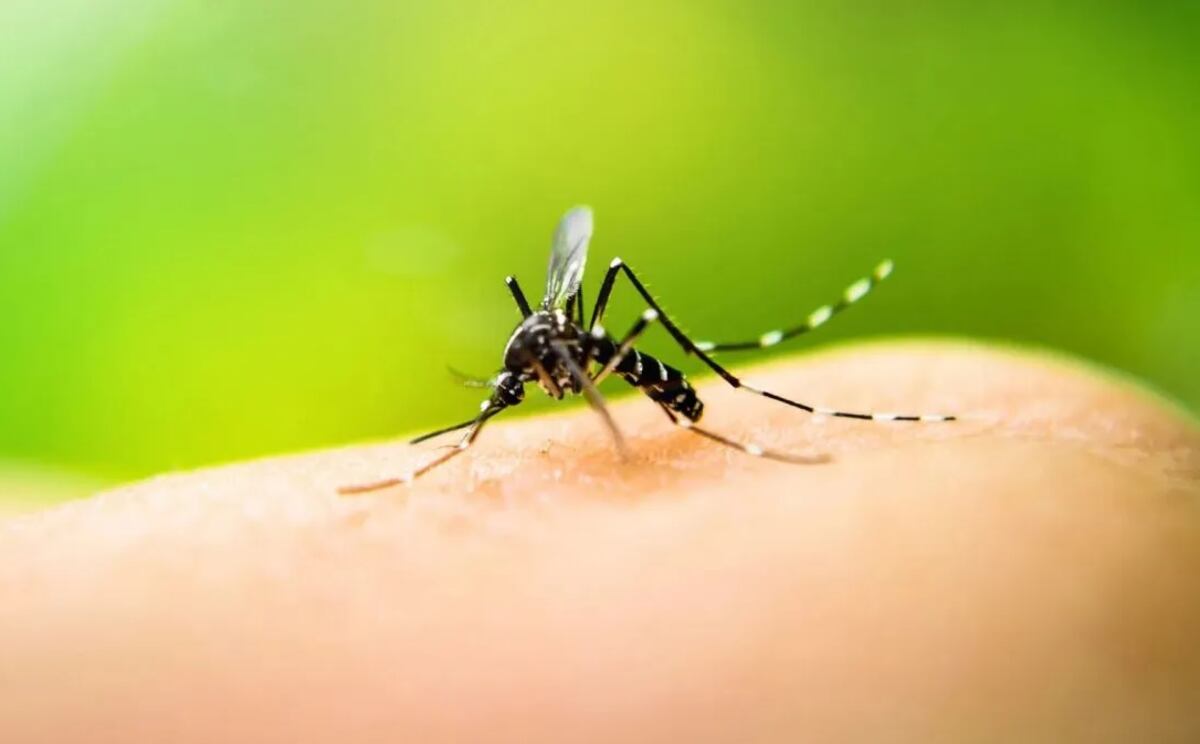 Intensifican campaña contra el Dengue, Zika y Chicungunya