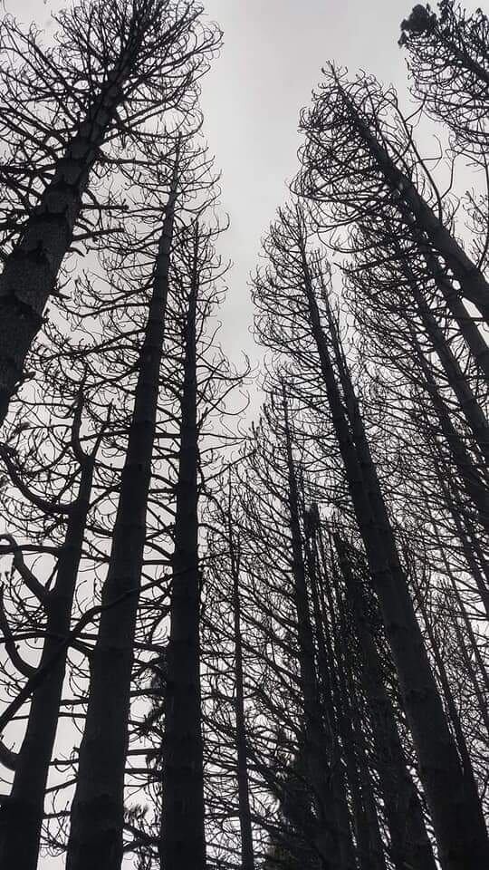 El bosque cordillerano sufre las consecuencias del fuego.