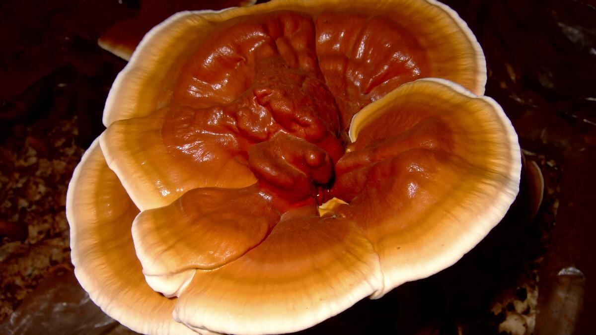 Ganoderma lucidum es una medicina tradicional de China que se utiliza, hace al menos, 2000 años y actualmente se usa en el occidente.