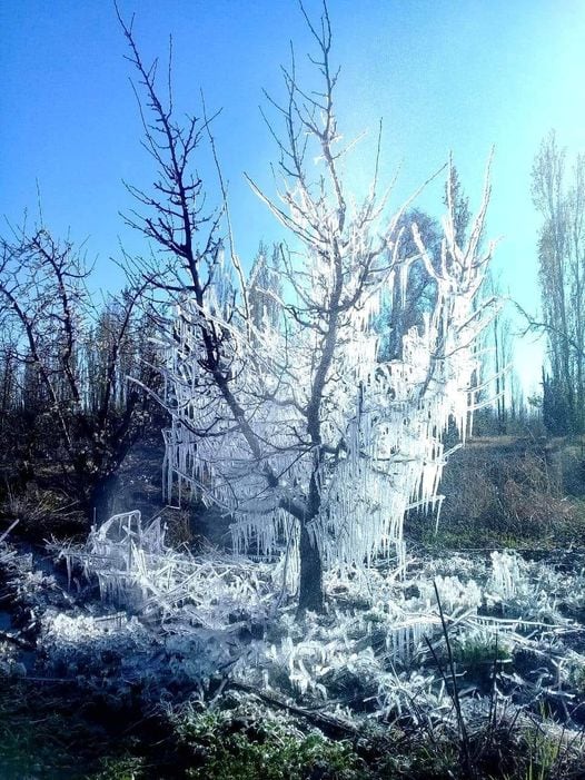 Así amaneció el 14 de septiembre en las fincas del paraje Km 884 en Alvear.