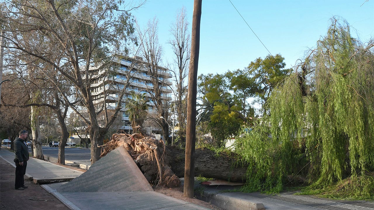 Mendoza 21 de julio de 2023 Viento Zonda en el Gran Mendoza provocó la caída de árboles y postes de luz entre otros destrozos. Un árbol de grandes dimensiones cayó sobre la avenida Boulogne Sur Mer. Foto: Marcelo Rolland / Los Andes