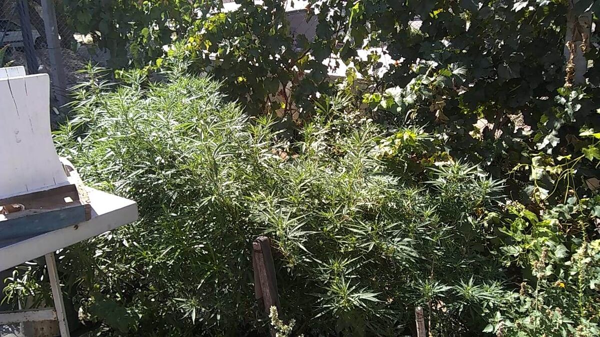 Dos detenidos y el secuestro de plantas de marihuana en San Rafael y General Alvear