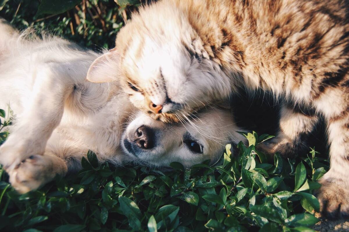 Cuánto sale tener una mascota: el presupuesto mensual que se necesita para adoptar un perro o un gato