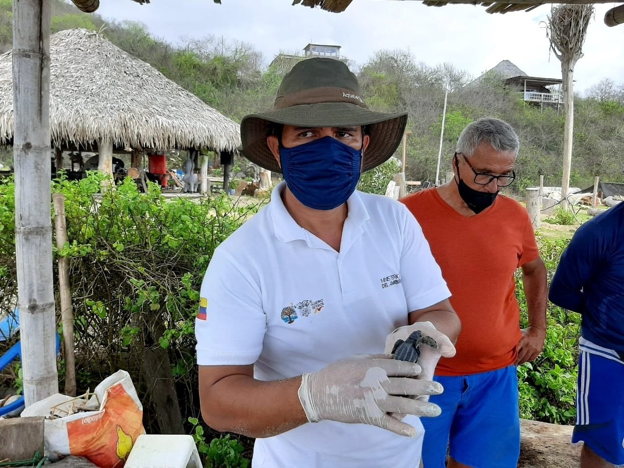 Nacimiento de tortugas laúd, en la playa de Punta Bikini, provincia de Manabí (Ecuador)