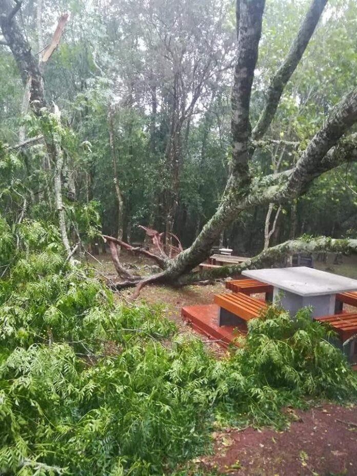 Fuerte temporal en Oberá causó caídas de árboles y postes que dejaron sin luz a gran parte de la ciudad.