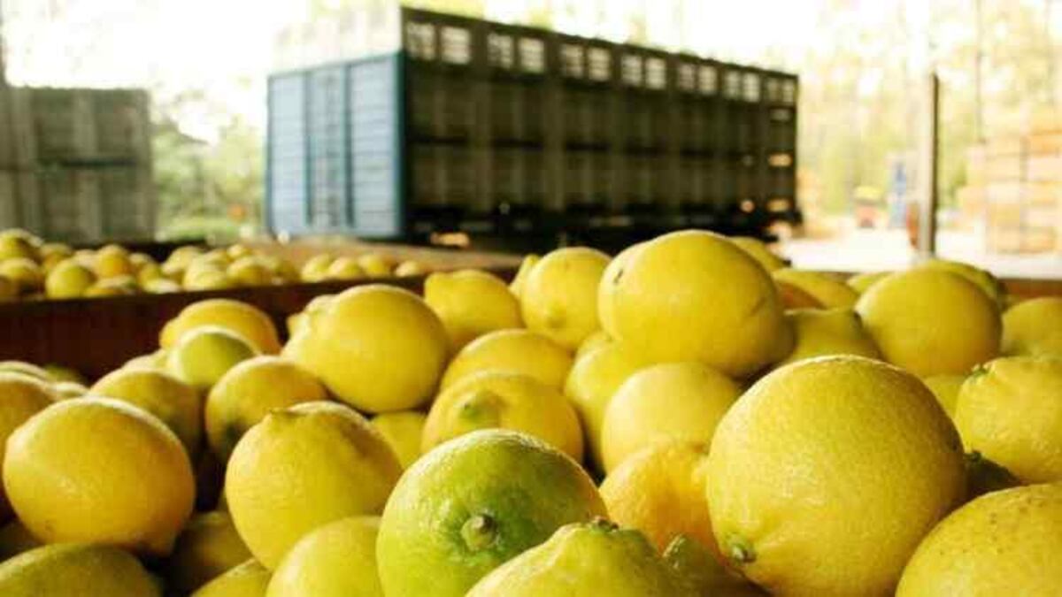 Crecimiento récord en las exportaciones tucumanas