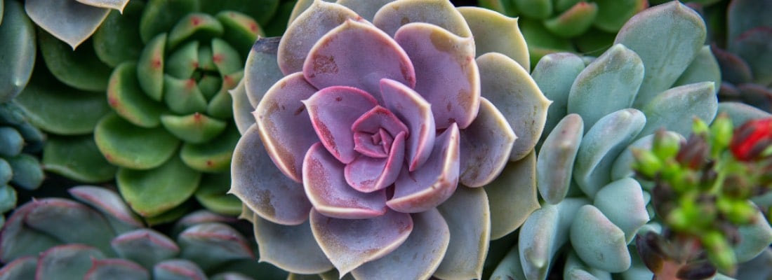 Suculentas con flores para traer alegría al hogar