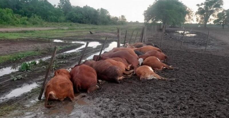 Cayó un rayo en un campo de Formosa y mató a 65 terneros.