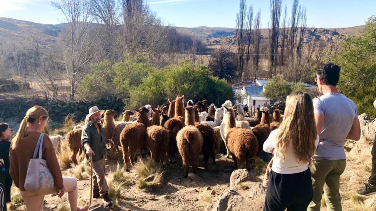 Reserva “Antu Ruca”, una experiencia única para caminar junto a llamas y conocer más sobre ellas