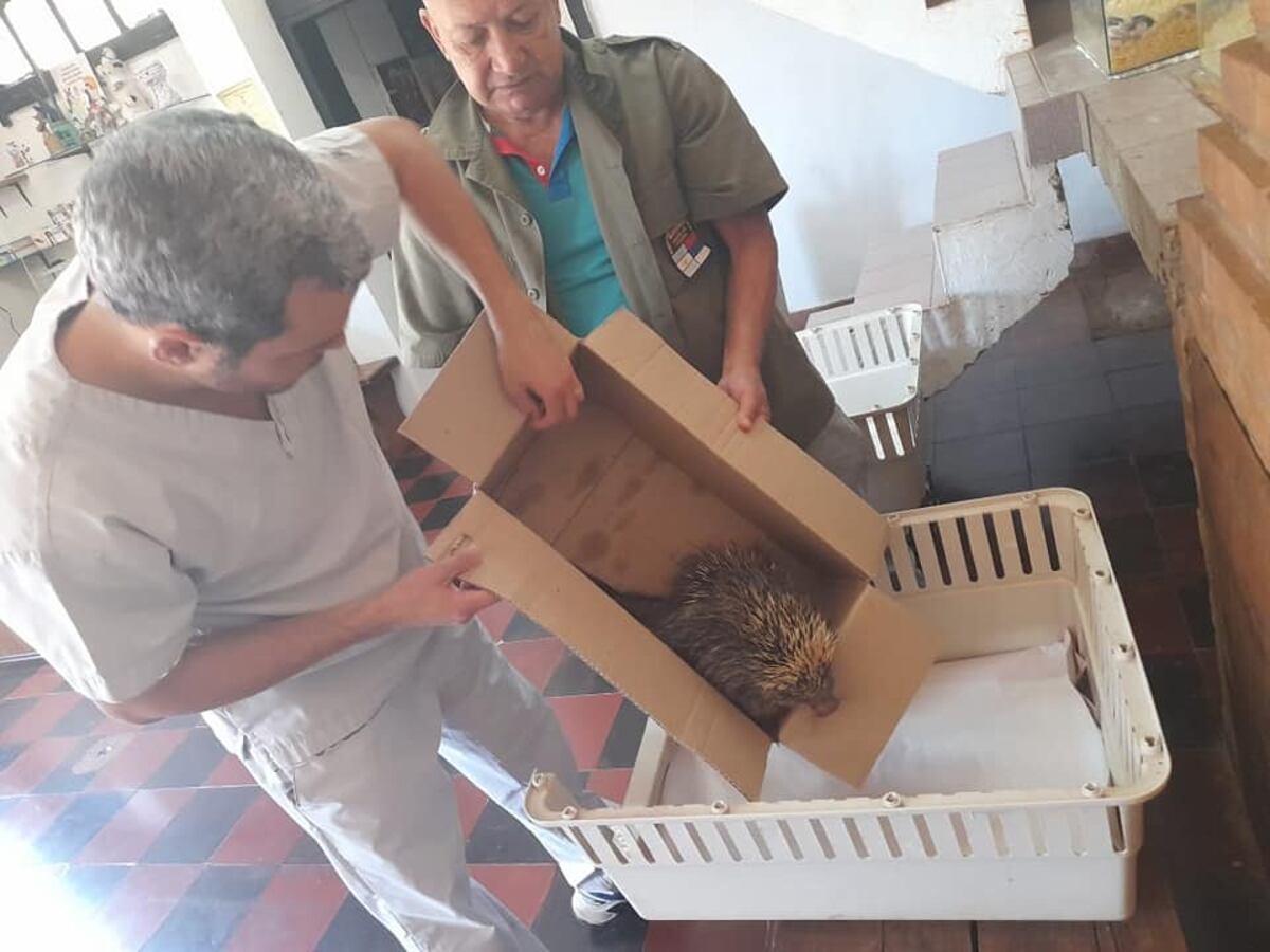 Eldorado: resguardaron a un erizo herido