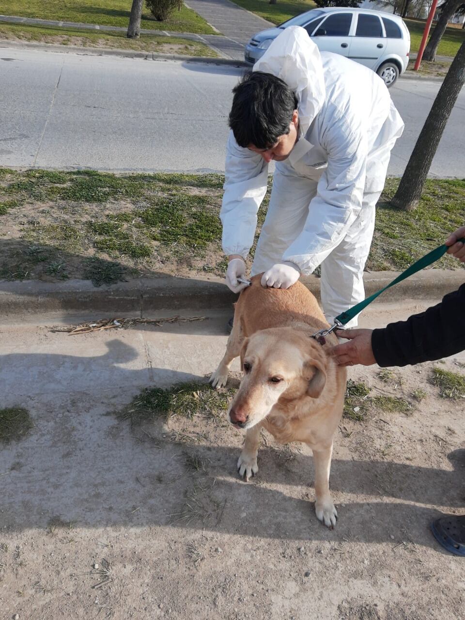 Vacunación antirrábica gratuita en Tres Arroyos