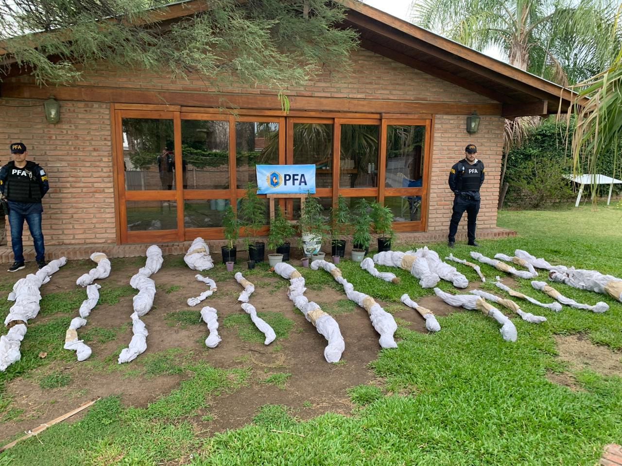 Unas 45 plantas de cannabis fueron secuestradas en un allanamiento en una casa de barrio Jardín Claret, en Córdoba Capital. (PFA)