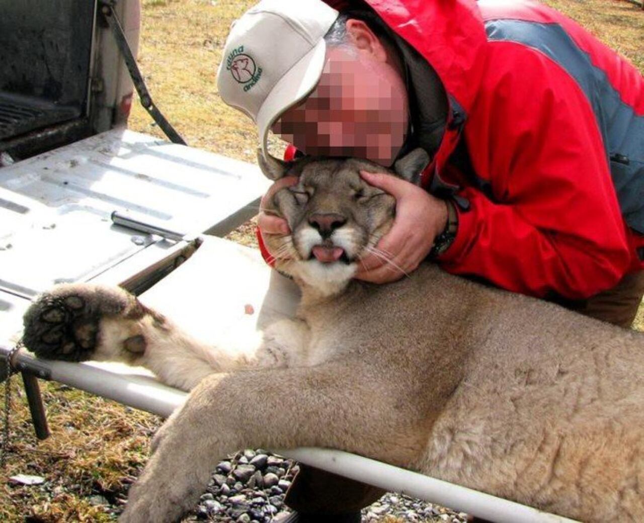 La advertencia involucra a La Pampa, dado que algunos cotos ofrecen la caza de pumas en Las Vegas.