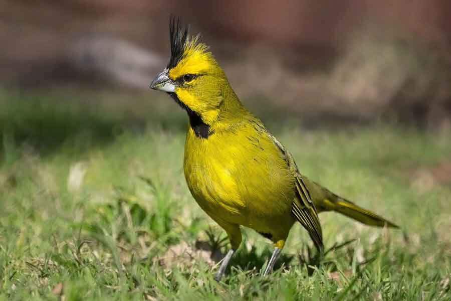 Cardenal amarillo