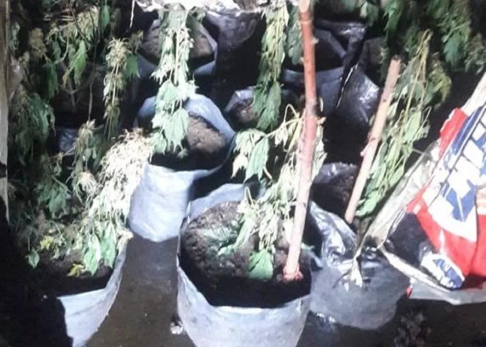 Las plantas de cannabis estaban en diferentes habitaciones de la casa.