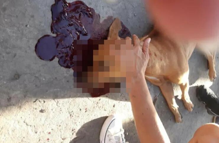 La bomba de estruendo explotó en su boca y destrozó la mandíbula.