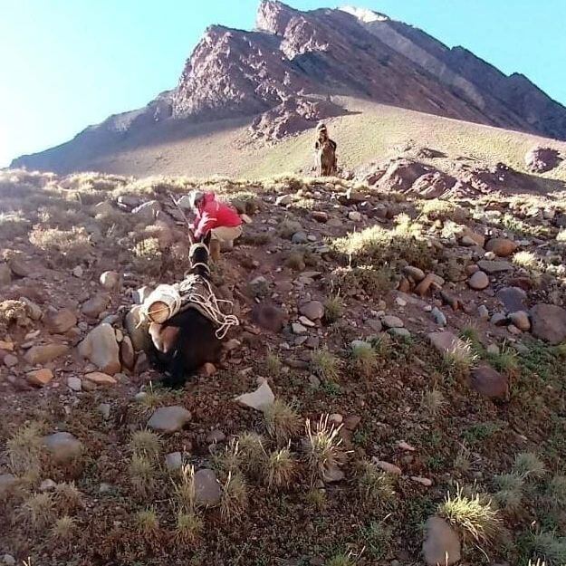 Maltrato de mulas cargueras en Parque Aconcagua.