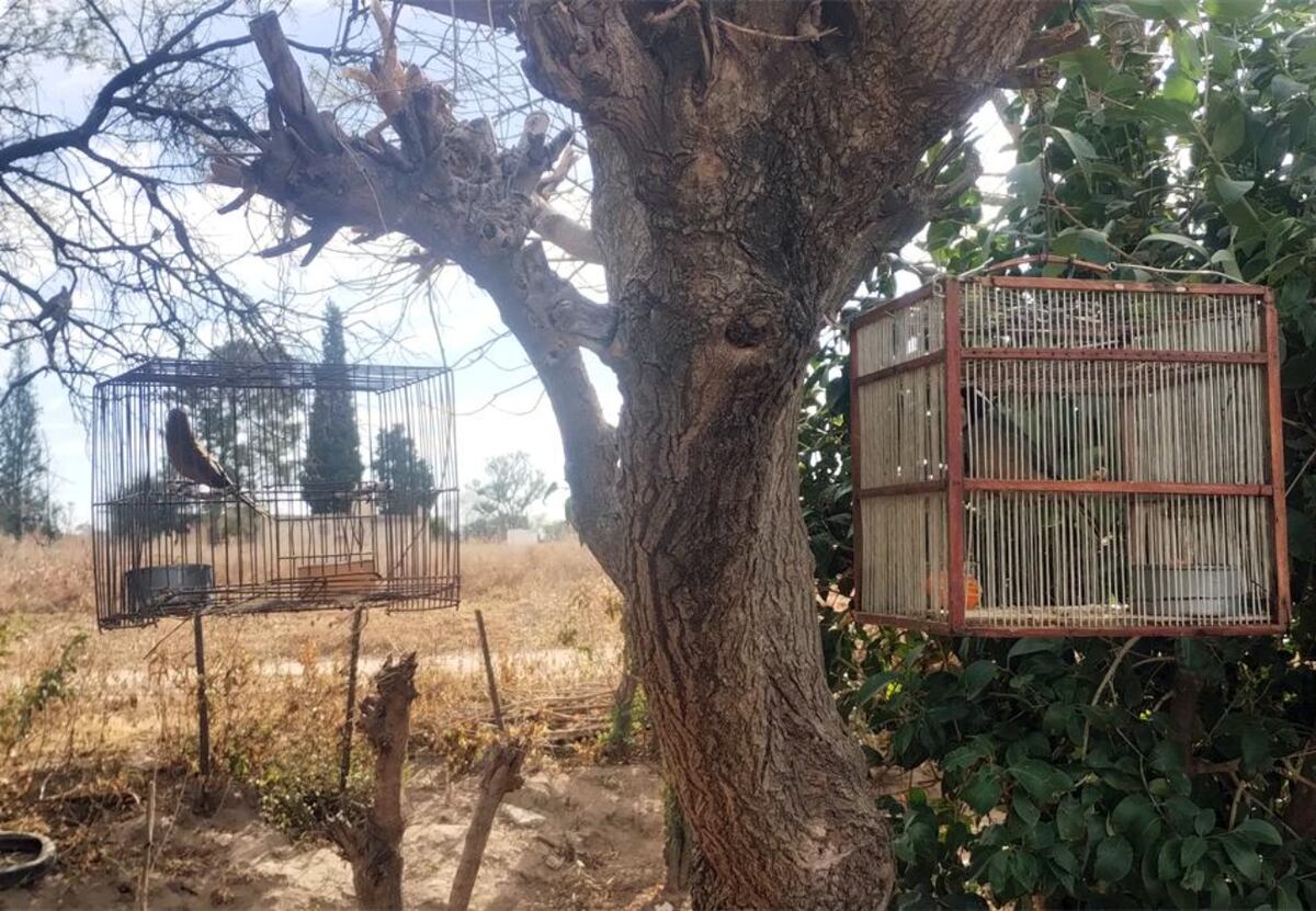 Rescataron 27 aves en cautiverio en Córdoba: cómo fueron los allanamientos