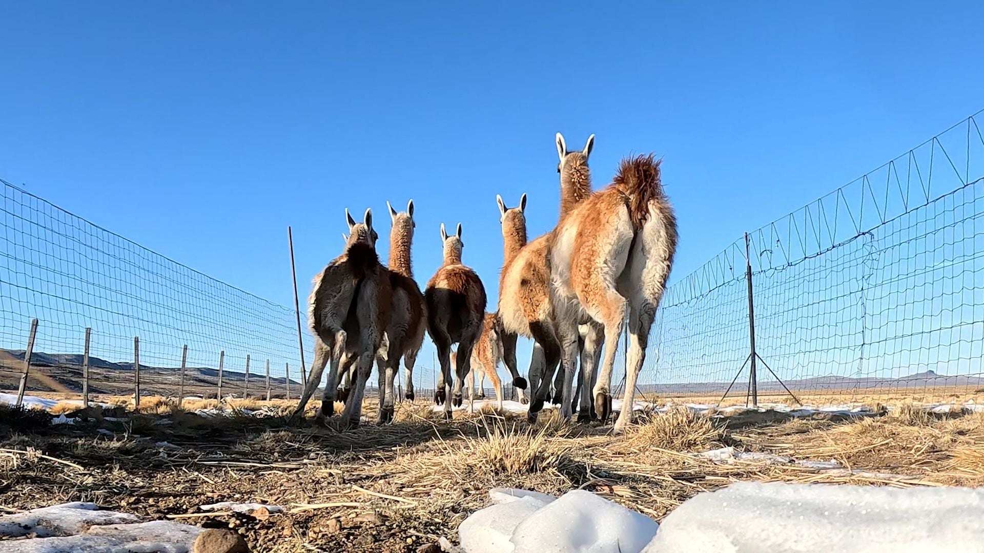 La translocación de guanacos de Santa Cruz a La Pampa.