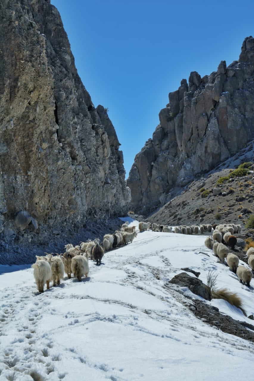 Un hombre abrió un camino entre la nieve de 70 km para que sus chivas puedan alimentarse