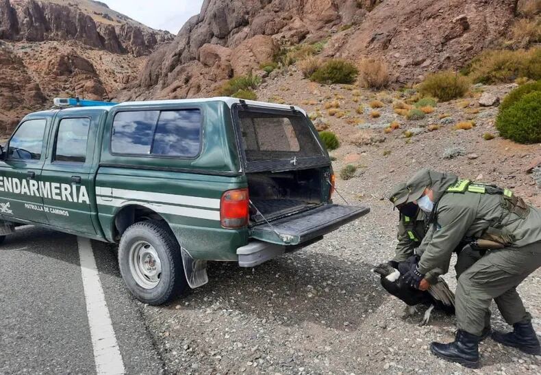 Rescataron un cóndor andino en Malargüe y será trasladado a San Carlos para su recuperación, para después devolverlo a su hábitat.