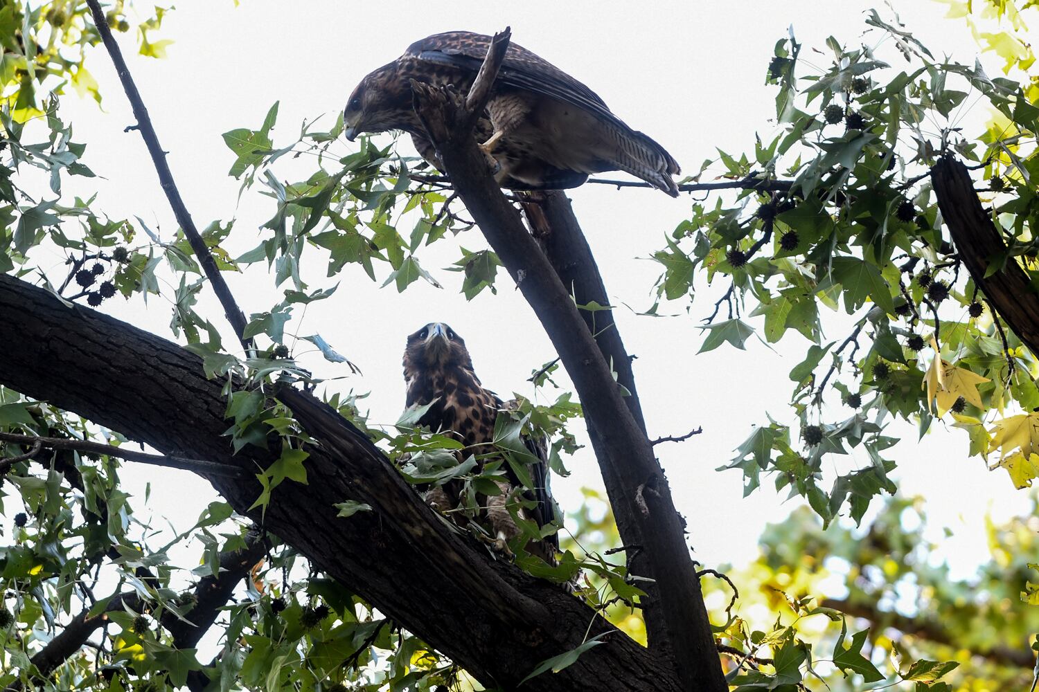 Dos gavilanes se posan en un árbol de la plaza España de la ciudad de Mendoza. Foto:  Marcelo Rolland / Los Andes.