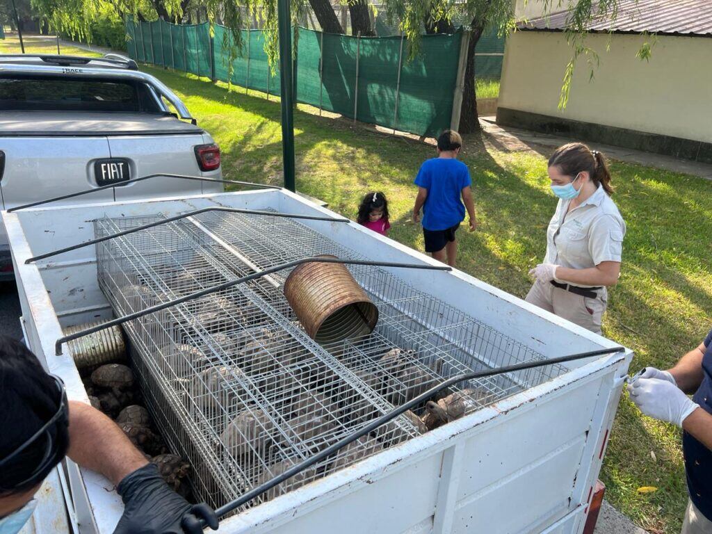 Trasladan a 178 tortugas que fueron secuestradas en una causa por infracción a la ley de fauna y maltrato animal