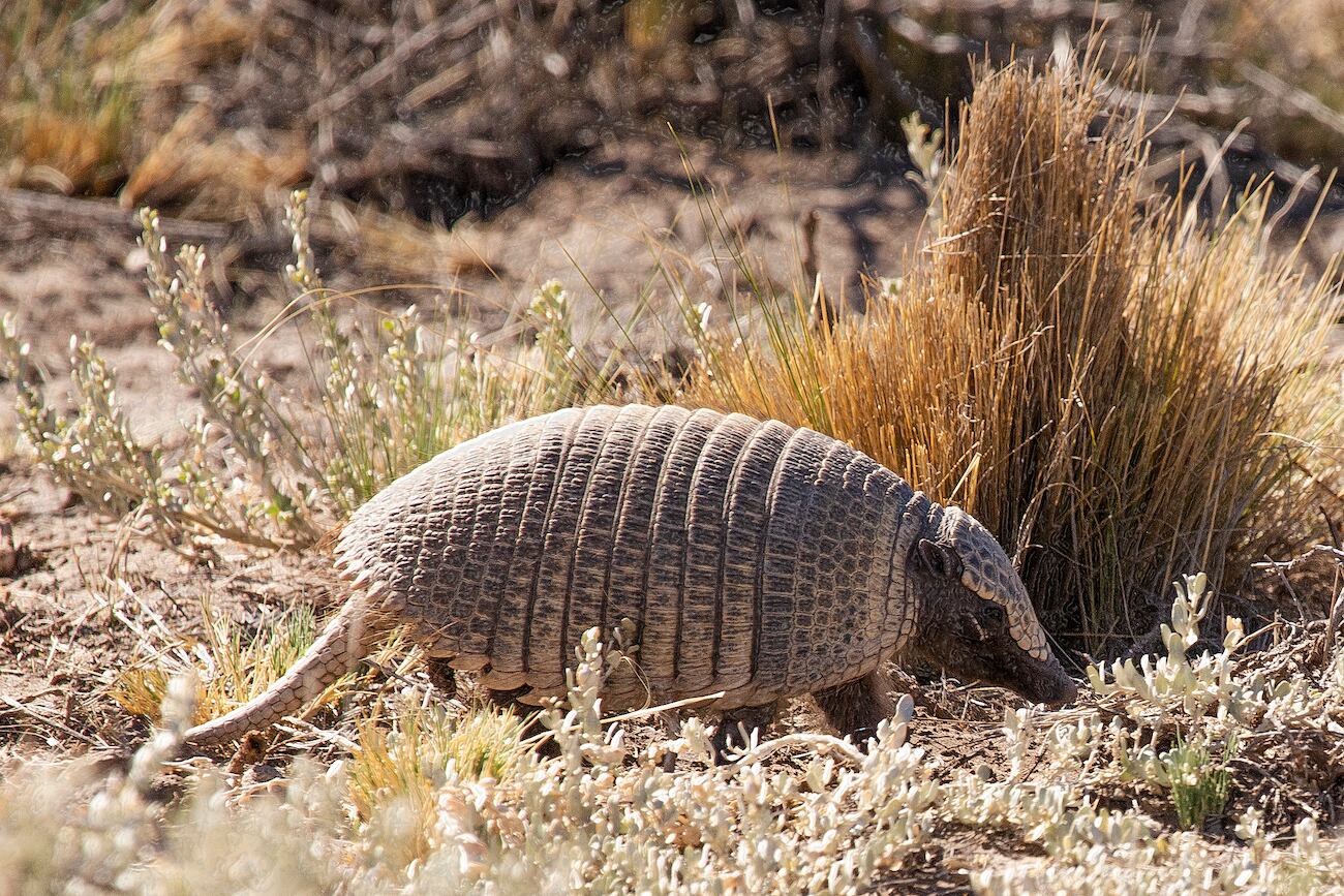 El piche, típico habitante de la Patagonia. Es el único armadillo que puede entrar en hibernación.  Además, es la especie más afectada por la caza furtiva. Foto:  Crédito/Guillermo Ferraris.