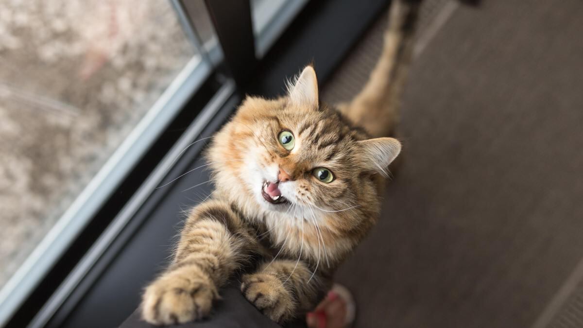 Los expertos afirman que los gatos sienten curiosidad por su ambiente y las puertas cerradas son trabas.