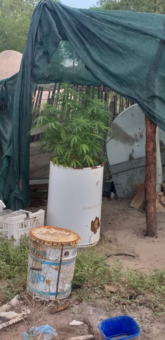 En tres allanamientos detuvieron a la misma cantidad de personas y descubrieron dos viveros de cannabis, además de un depósito con todo tipo de drogas. Foto: Prensa Ministerio de Seguridad de Mendoza.