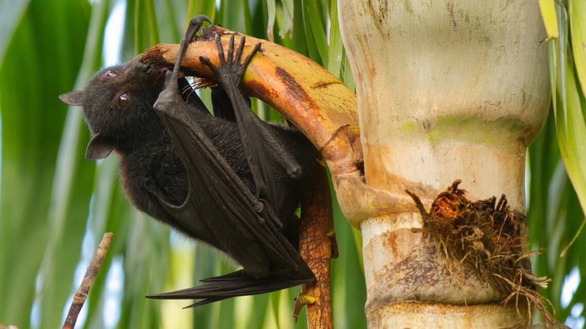 Expertos tomaron muestras de miles de murciélagos y descubrieron muchos virus nuevos. Entre estos está el Nipah. Foto: Gentileza