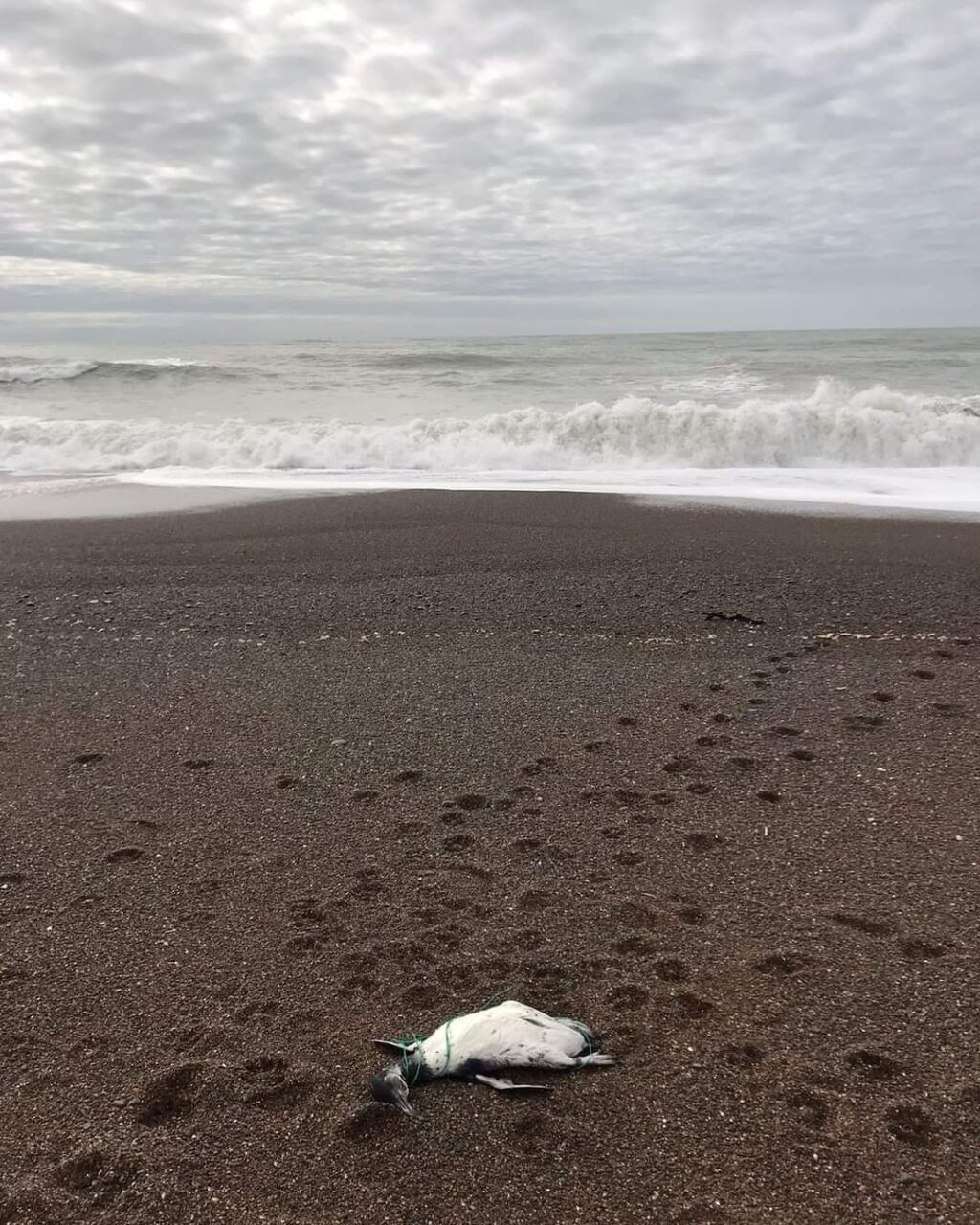 Pingüinos sin vida en Playa Unión.