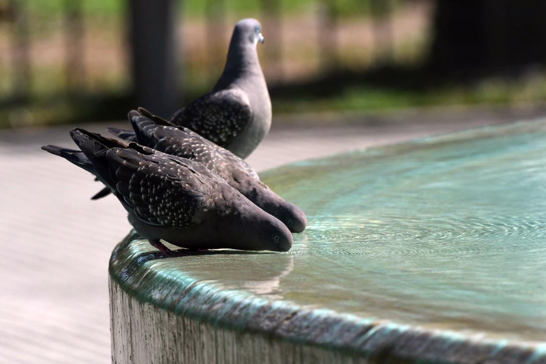 Las palomas generan gran cantidad de heces y portan varias enfermedades.