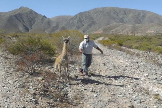 Liberaron en su hábitat a un guanaco que había sido atacado por perros.