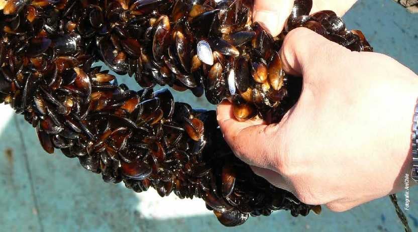 La producción de mejillones, dejaría una guanacia muy buena para la provincia y generaría el ahorro de divisas.