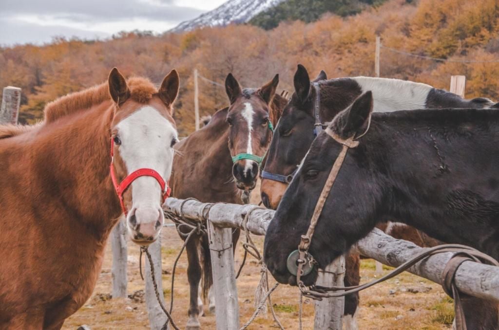 La iniciativa impulsada por la Municipalidad, deriva del cumplimiento de la Ordenanza Municipal N° 4.051, que obliga a la identificación de dichos animales.