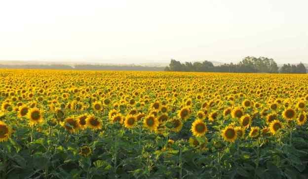 Campo de girasoles