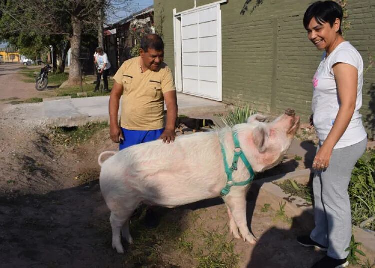 Pancho, el cerdo que una familia adoptó en Resistencia.