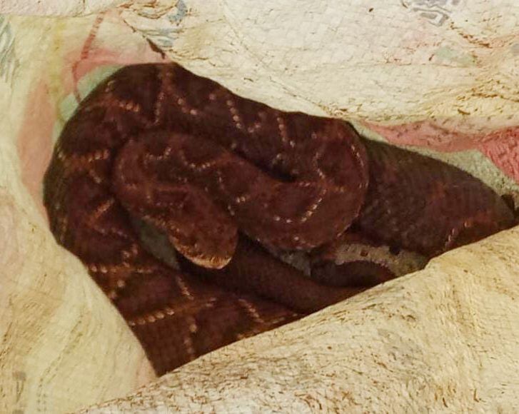 Recuperaron a una serpiente de cascabel en Caraguatay.